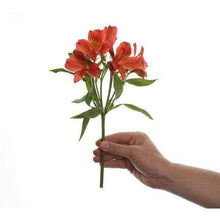 Load image into Gallery viewer, Fine Alstroemerias (Peruvian Lilies) Bouquet - Rosaholics