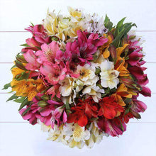 Load image into Gallery viewer, Fine Alstroemerias (Peruvian Lilies) Bouquet - Rosaholics