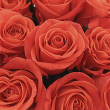 Load image into Gallery viewer, By color, by the dozen - Rosaholics