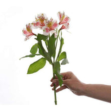 Load image into Gallery viewer, Fine Alstroemerias (Peruvian Lilies) Bouquet - Rosaholics
