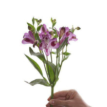 Load image into Gallery viewer, Fine Alstroemerias (Peruvian Lilies) Bouquet - Rosaholics
