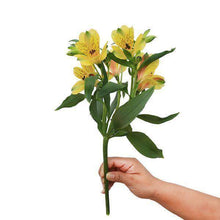 Load image into Gallery viewer, Fine Alstroemerias (Peruvian Lilies) Bouquet - Rosaholics
