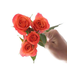 Load image into Gallery viewer, Baby Roses / Spray Roses - Rosaholics

